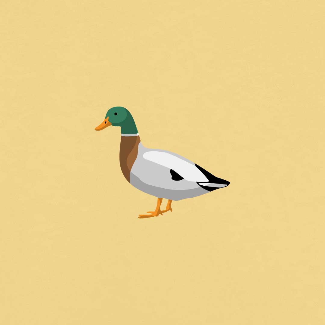 Duck Women's T-shirt | Viva Yellow